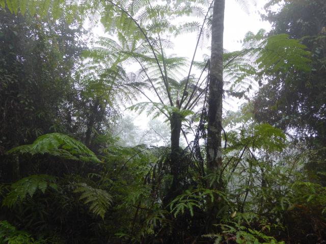 ../photos/malaysia/Jane/P1020002.jpg?t=1775411664