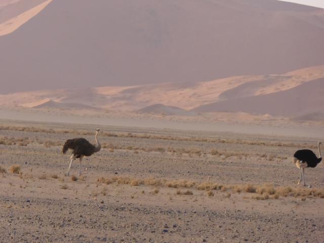 namibia/Jane/P1000607.jpg