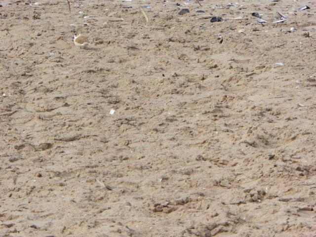 namibia/Jane/P1000845.jpg