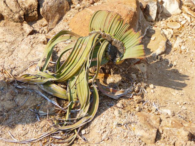 namibia/Jane/P1000994.jpg