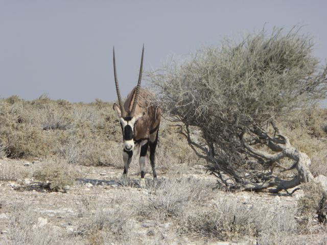namibia/Jane/P1010050.jpg