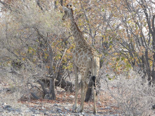 namibia/Jane/P1010063.jpg