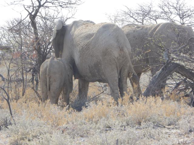 namibia/Jane/P1010070.jpg