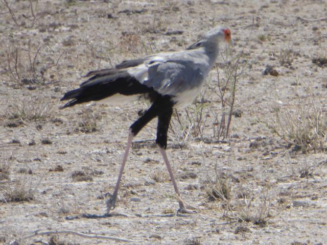 namibia/Jane/P1010400.jpg