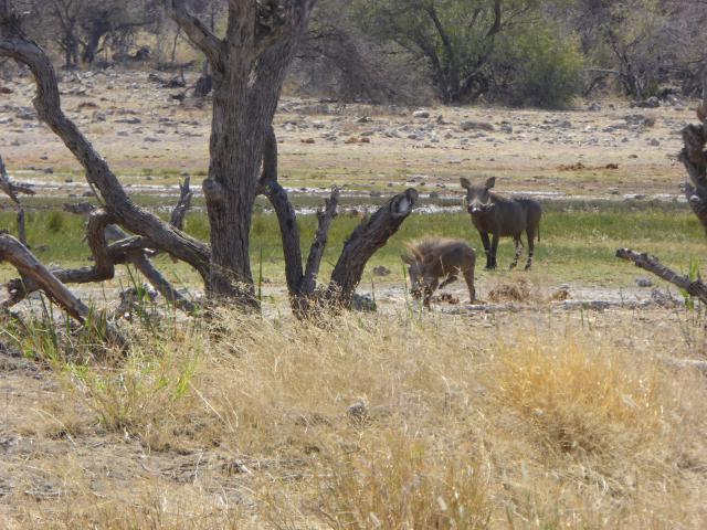 namibia/Jane/P1010430.jpg