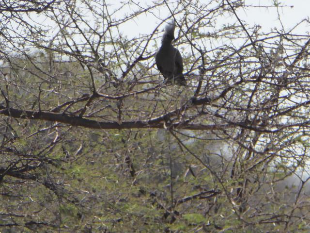 namibia/Jane/P1010447.jpg