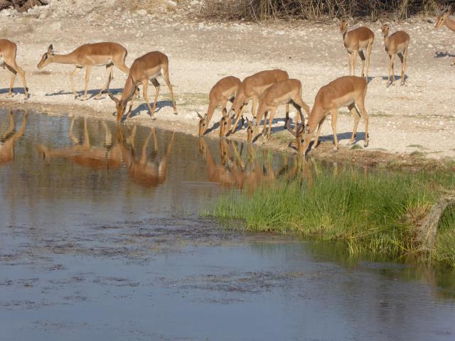 namibia/Jane/P1010459.jpg