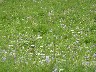 A lot of chicory