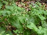 Alpine honesty