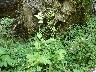 Cabbage Thistle