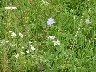 Chicory
