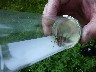 Cicada