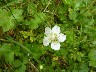 Grass of Parnasus 1