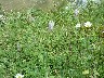 Hoary Plantain