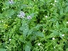 Horse mint
