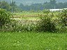 Jane saw this bird in a field
