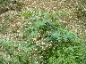 Japenese knotweed