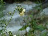 Melancholy thistle