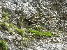 Plants growing in cracks in the rocks