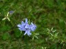 Unusual bell flower