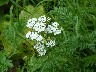 Yarrow white