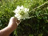 Yellow Scabious