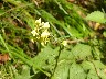 Yellow verbascom