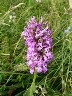 An orchid