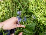 Another gentian