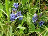 Blue gentian
