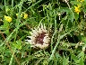 Carline thistle