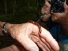 Centipede