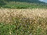 Chicory plants