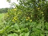 Elecampane inula helenioudus