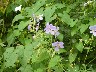 Geraniums