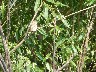 Hedge sparrow
