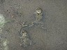 Just in a muddy puddle in our pathway