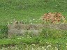 Little owl