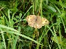 Meadow brown