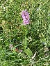 Orchid showing leaves