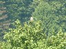 Red backed shrike or buzzard