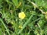 Rockrose