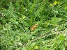 Spotted butterfly
