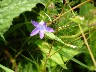 Spreading bellflower