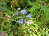 Tall gentian