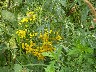 Tansy