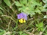 Transylvanian unique plant