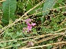 Tuberous pea