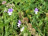 Viola tricolour