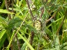 Wasp spider